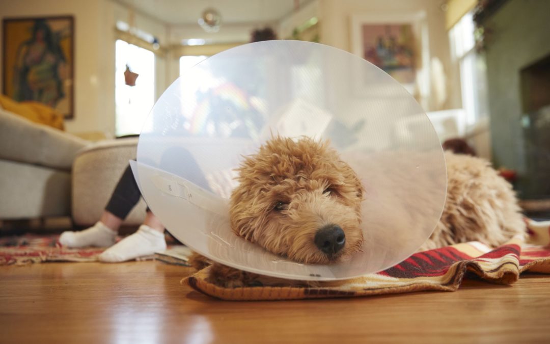 When to Take a Cone Off Dog After Neuter