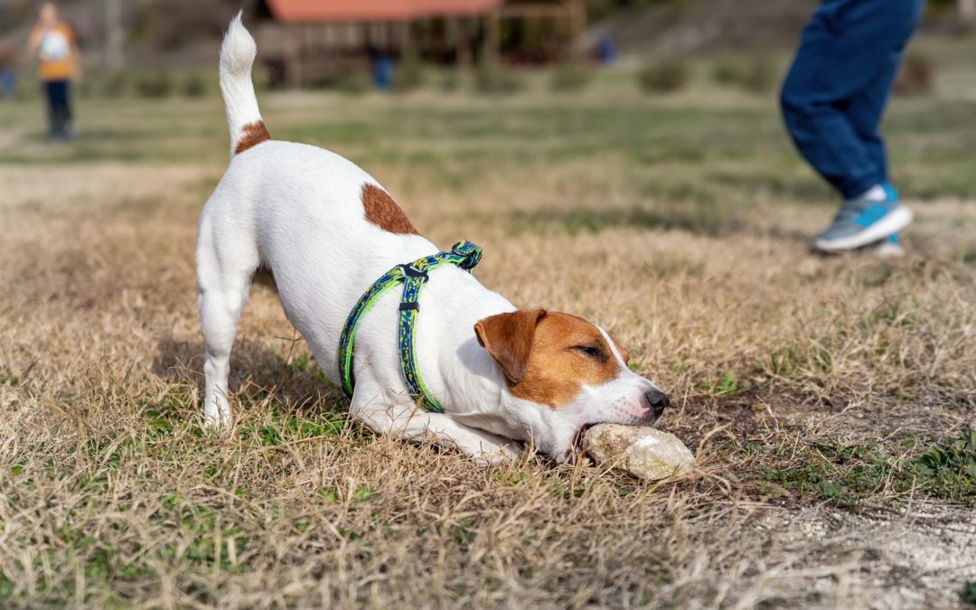 Why Do Dogs Eat Rocks and How to Stop It