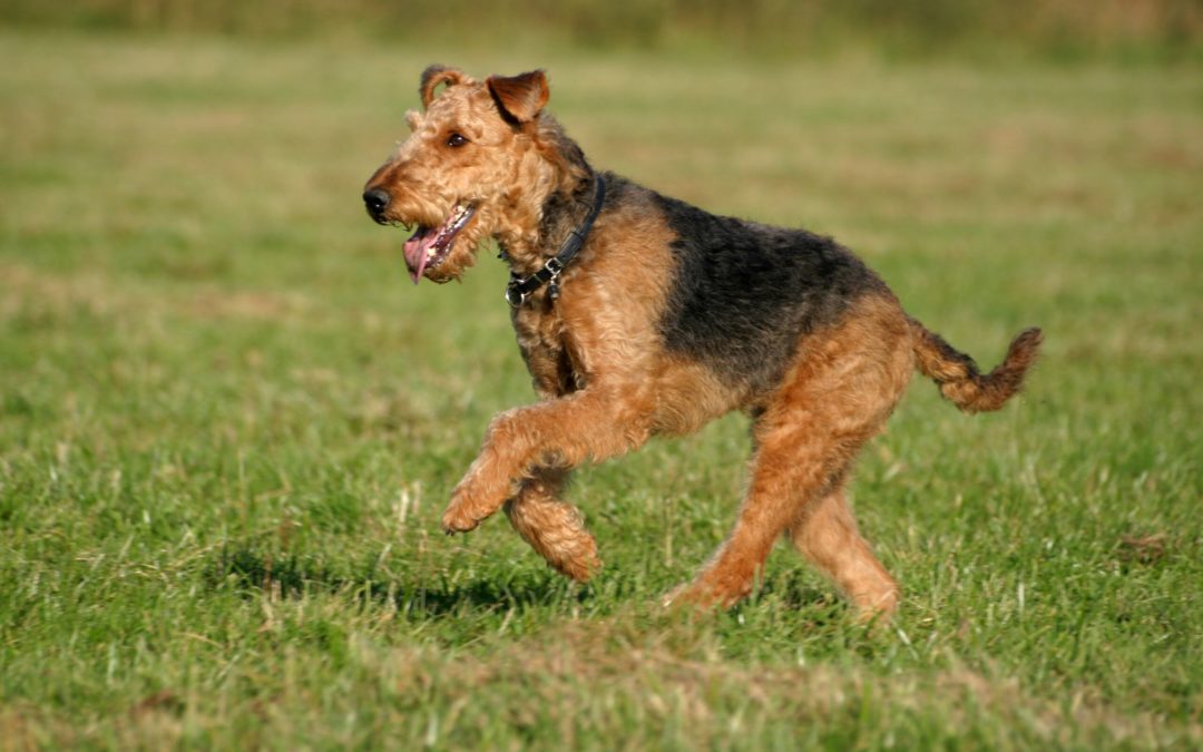 Airedale Terrier 101