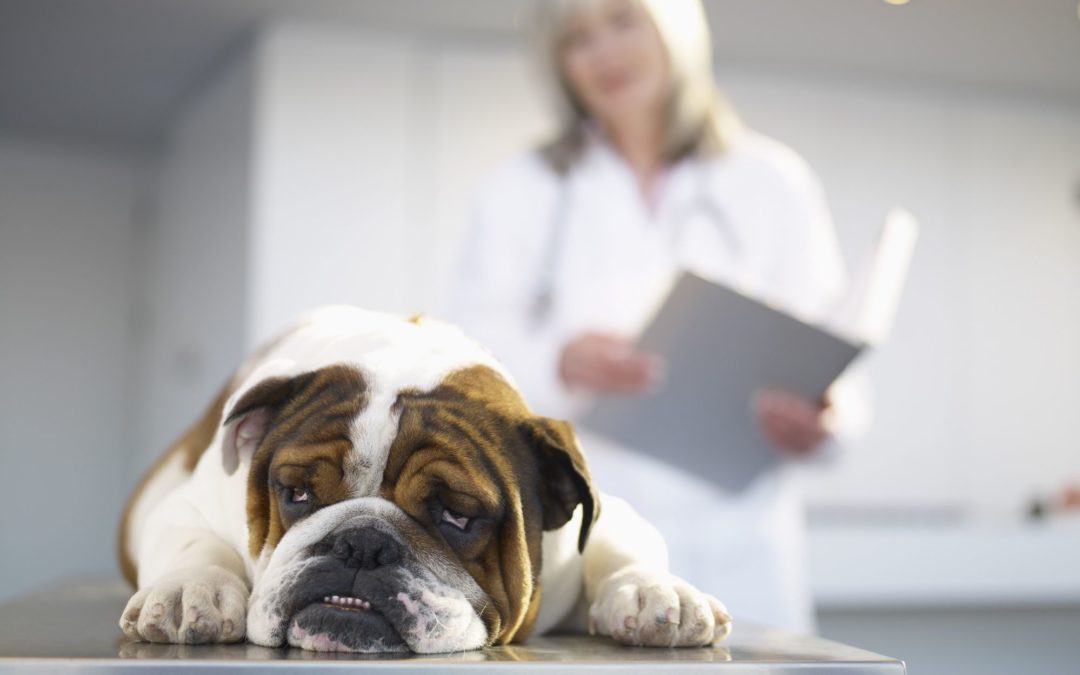 Bowel Obstruction in Dogs: Signs, Causes, Treatment and Prevention Tips