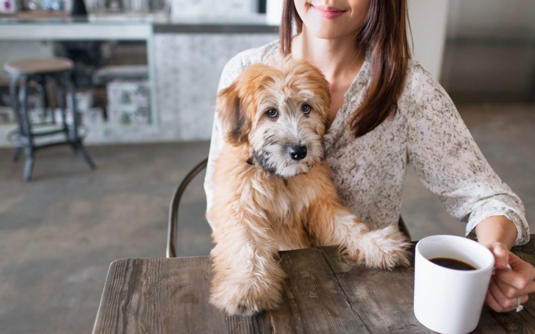 Dog Ate Coffee Grounds: What to Do