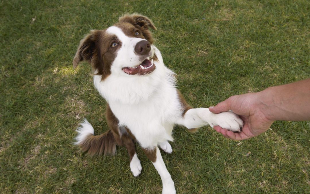 How to Teach a Dog to Shake