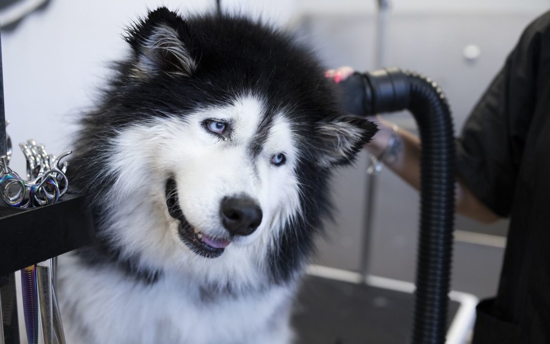 Husky Grooming Tips to Control Shedding