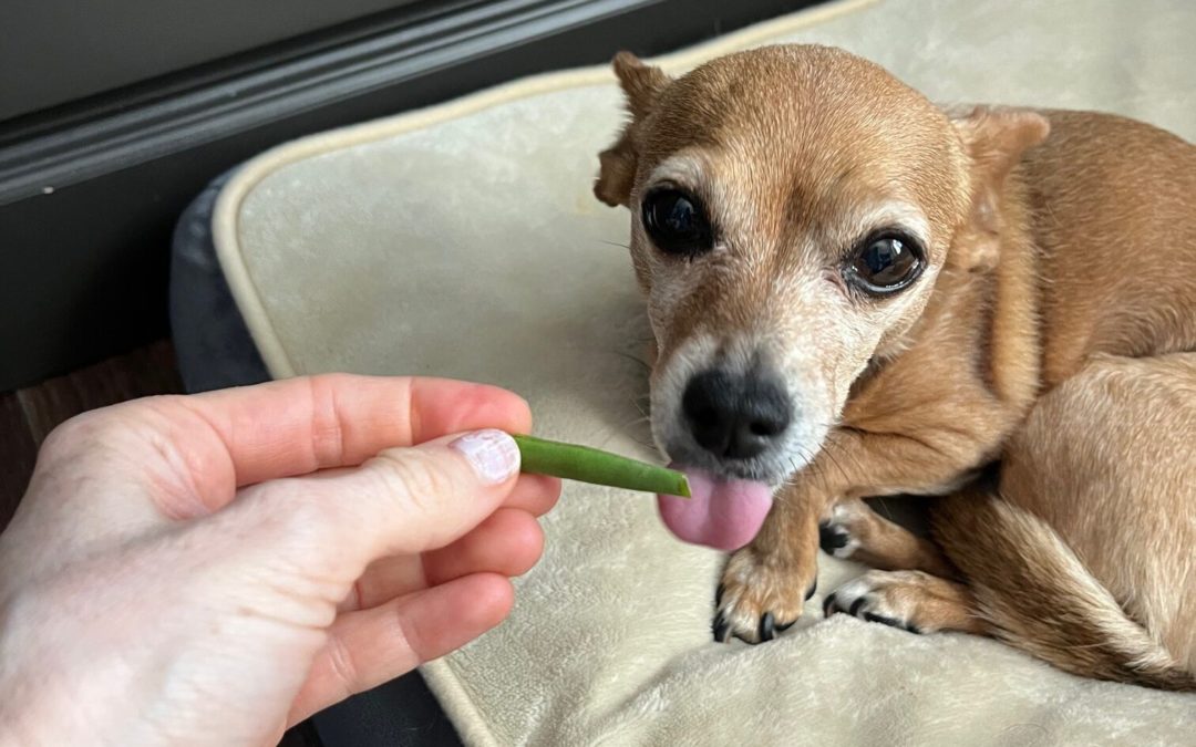 Can Dogs Eat Green Beans?