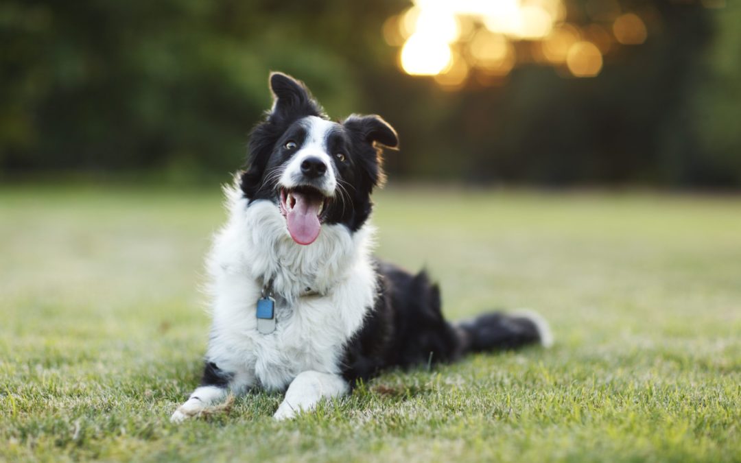 Herding Dog Breeds