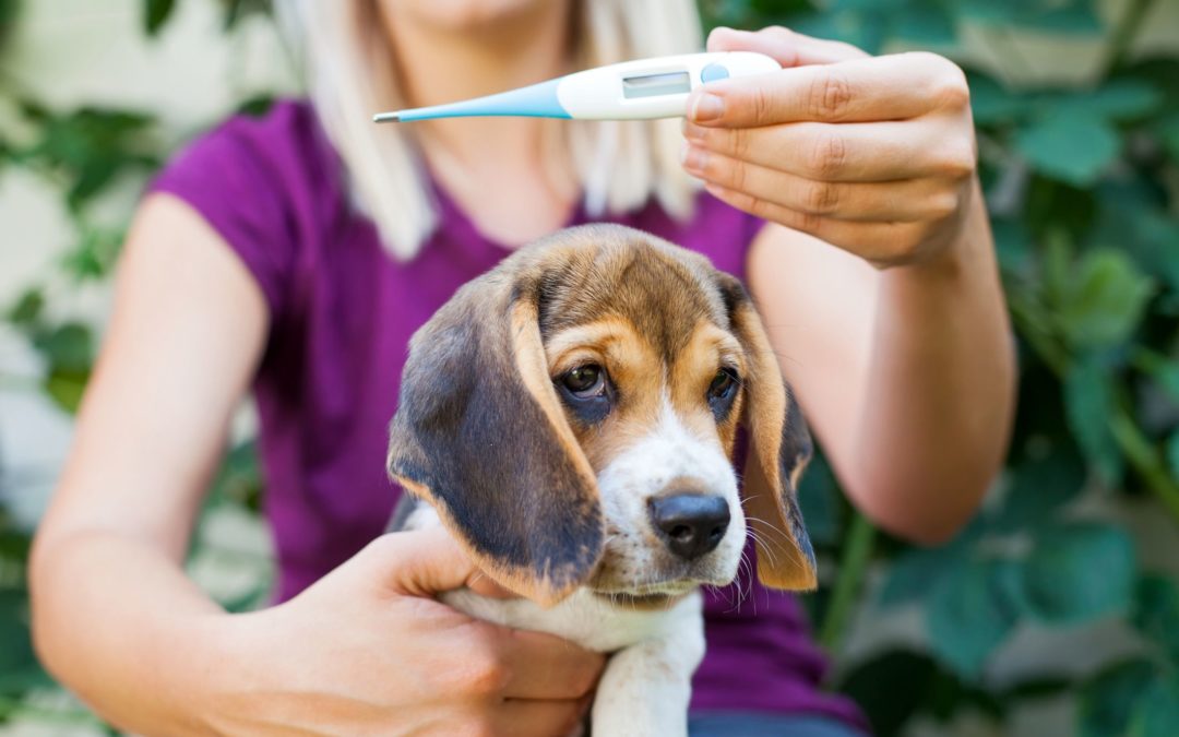 How to Take a Dog’s Temperature