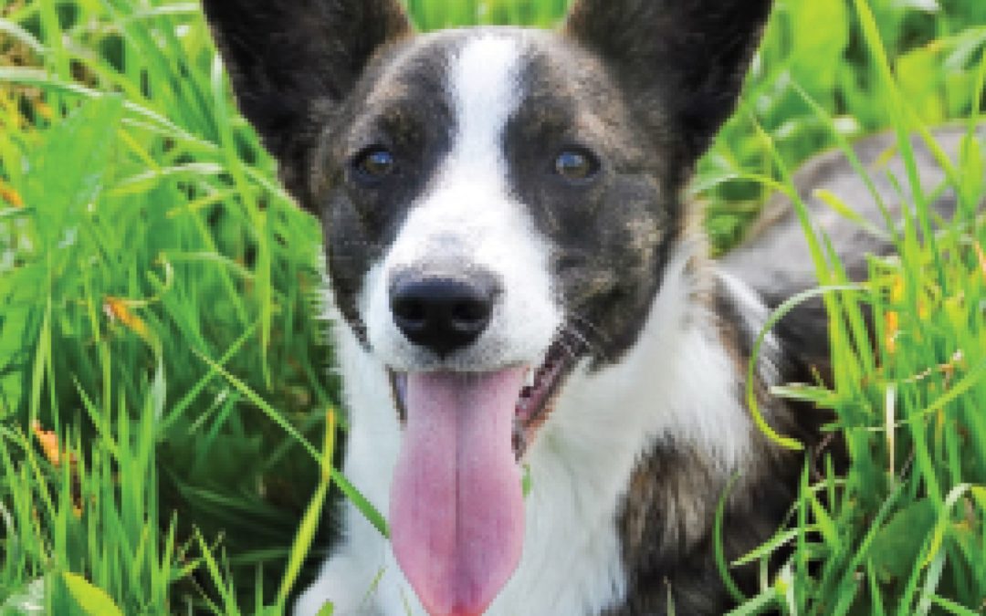 Meet the Charismatic Cardigan Welsh Corgi