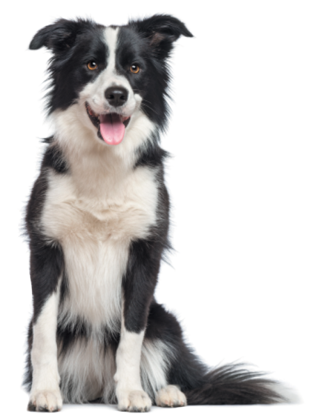 The Border Collie — Mastermind of the Dog World