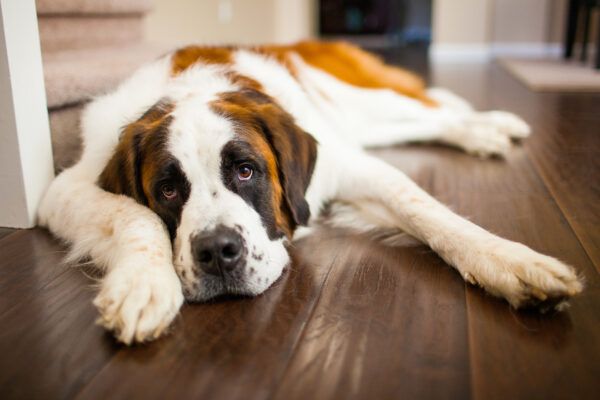 Hypothyroidism in Dogs: Symptoms, Causes and Treatment