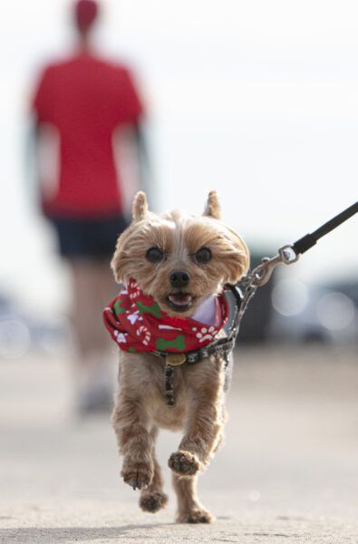 Running with Your Dog: Meet Ona the 5K Racing Yorkie