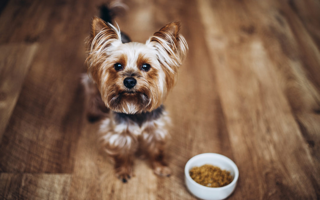 Organ Meat for Dogs: Safety & Preparation Tips