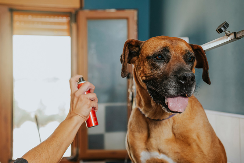 10 Best Dog Deodorizing Sprays in 2024 – Reviews & Top Picks