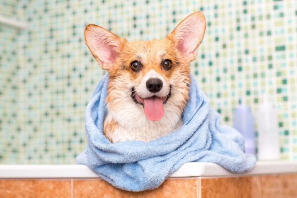 7 Best Dog Shampoos for Odor Control in 2024 – Reviews & Top Picks