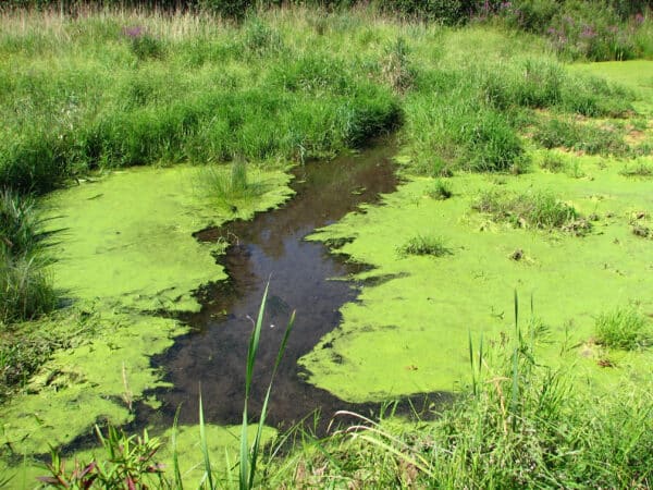 Blue-Green Algae & Dogs: Toxicity & Treatment