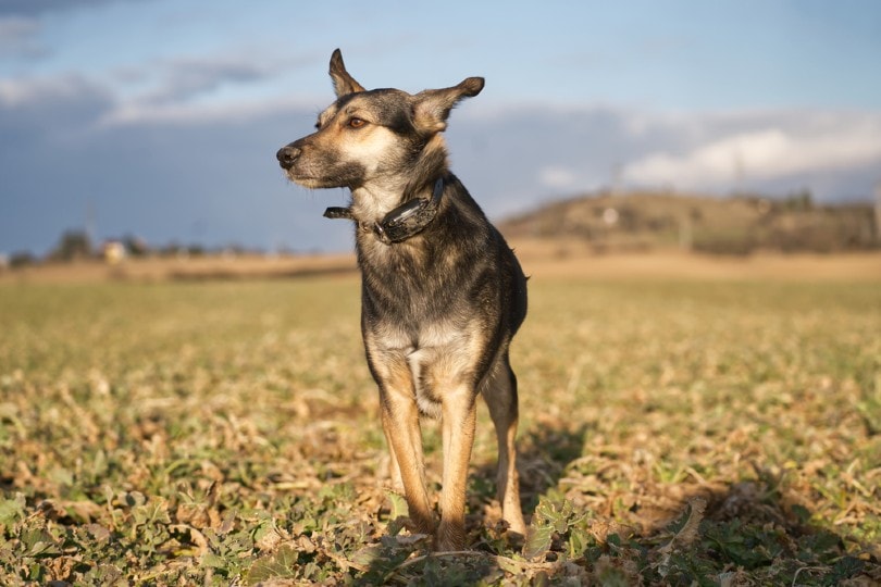 10 Best Wireless Dog Fences in 2024 – Reviews & Top Picks