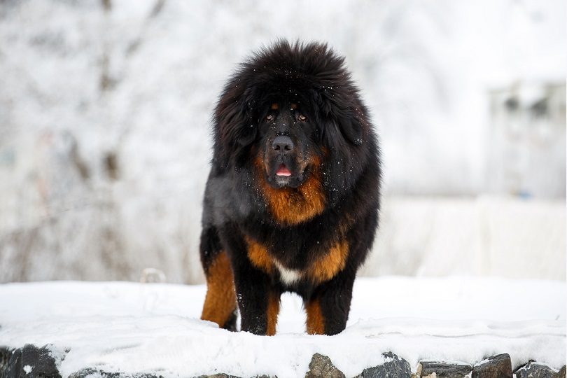 20 Most Expensive Dog Breeds in 2024 (with Pictures)