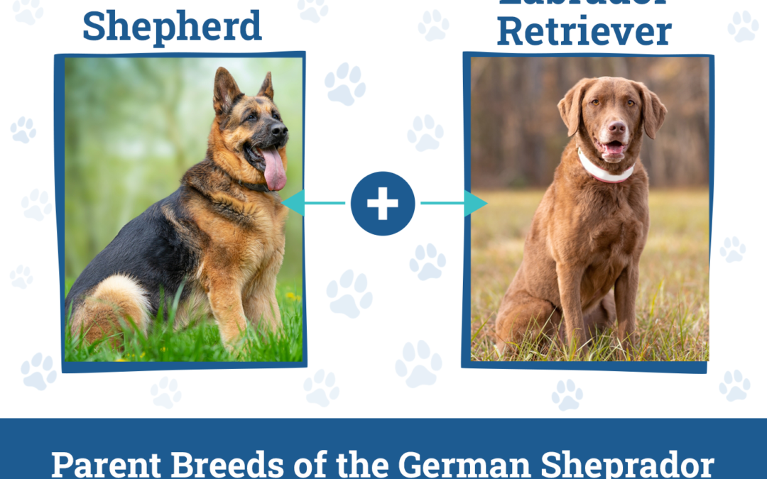 German Sheprador Dog Breed: Info, Pictures, Temperament & Traits